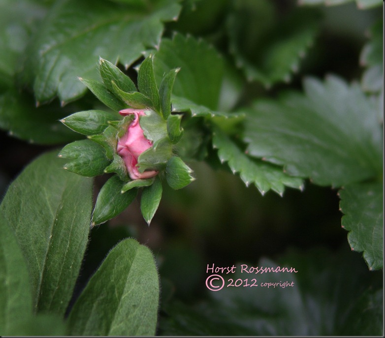 Pink Strawberry flower copy