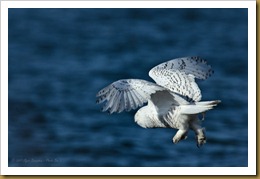 - Snowy Owl Flight D7K_9407 November 25, 2011 NIKON D7000