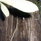 Tarsier