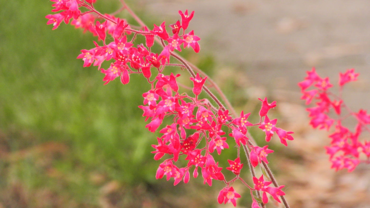 [Summer%2520Scenes%2520Summer%2520FLowers%2520June%252017%25202011%2520%25284%2529compressed%255B4%255D.jpg]