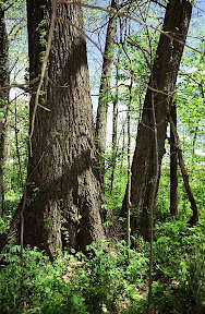 Forest Stewardship - Big trees like this massive Bur oak can still be found growing on farm and forestland in Indiana. Although they are slow growers, they commonly live 200 to 300 years and can reach a height of 120 feet. They are fire and drought resistant and grow mostly in open sunlight. The tree is a member of the white oak family and yields high value hardwood.