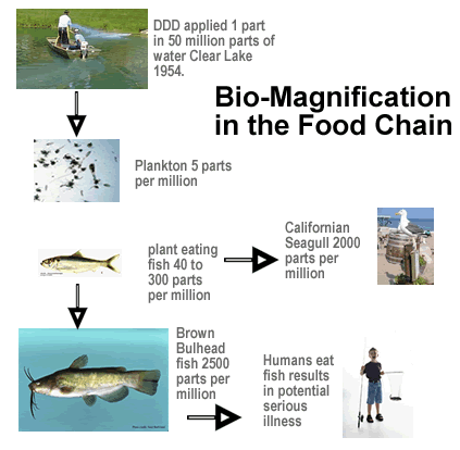 biomagnification in the food chain