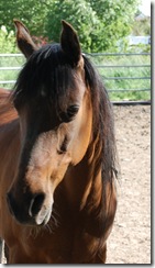 horses2011-27