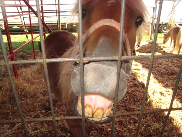 Rage Pony Will Eat Your Brains
