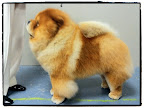 And his luxurious coat is so healthy-looking!  (photo credit Joe Noel)