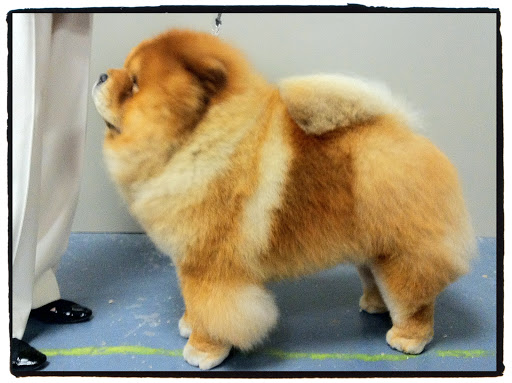And his luxurious coat is so healthy-looking!  (photo credit Joe Noel)
