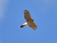 DSC_7139.jpg