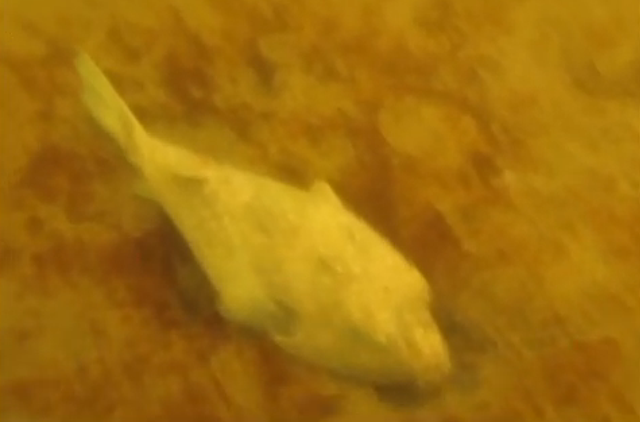 Local scuba diver Tim Sutton shot video showing scores of dead wildlife and milky amber waters in Hawaii's Honolulu Harbor after 230,000 gallons&mdash;1,400 tons&mdash;of thick, sticky molasses spilled from a pipeline. The molasses is killing fragile coral reefs and endangered marine life. Photo: Tim Sutton