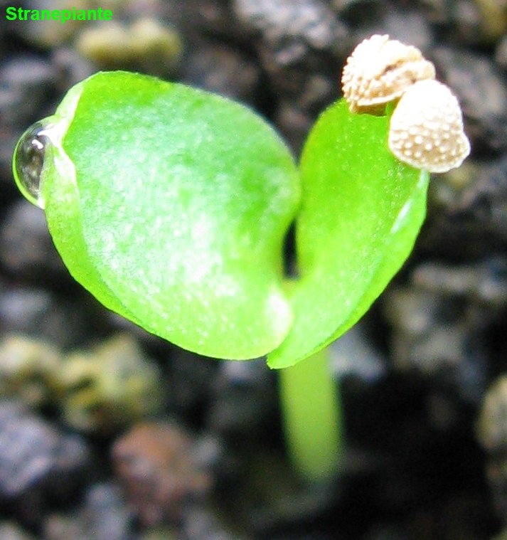 [Moraceae-seedling-dorsenia3.jpg]