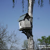 gołębnik dsc06365.jpg