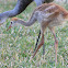 Sandhill Cranes