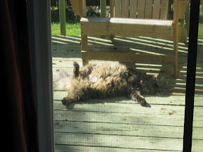 Our lazy cat mocking a day of hard hard work.