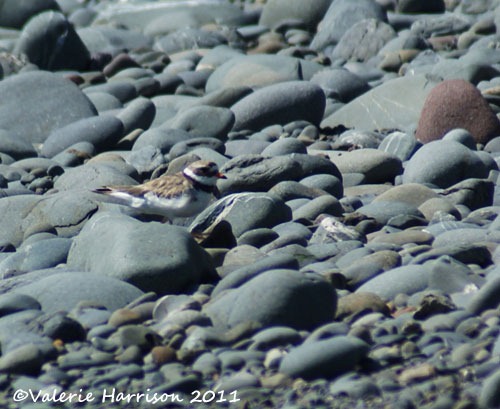 [17-ringed-plover%255B2%255D.jpg]