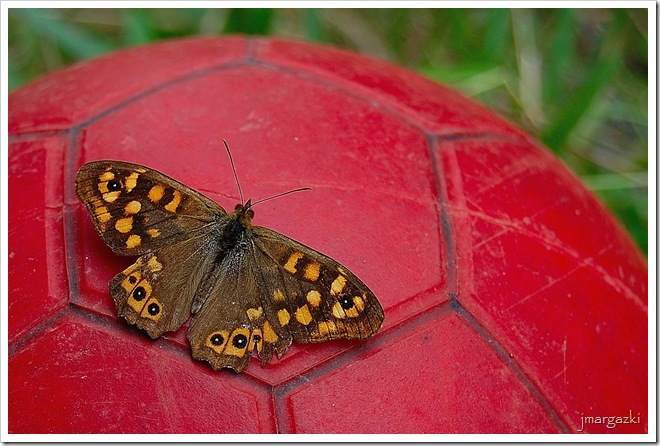 034 Mariposa futbolera