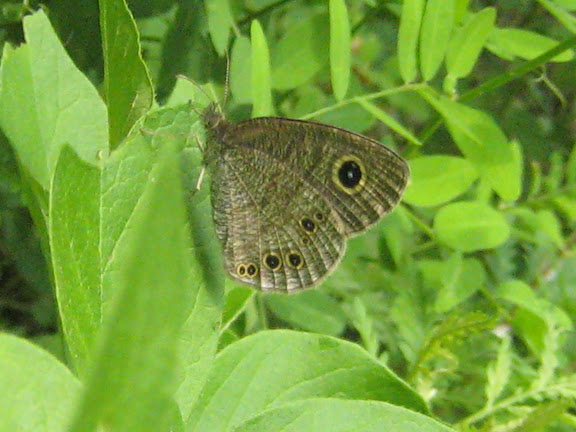 Ypthima argus hampeia FRUHSTORFER (1911). Anutchino (Primorskij Kraj), 2 juillet 2011. Photo : G. Charet