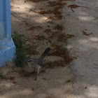 Tropical mockingbird