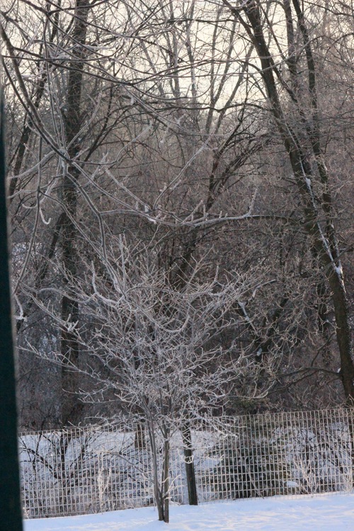 [hoarfrost1-2-13c%255B4%255D.jpg]