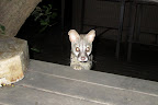 Geoff the genet coming to see what we're having for dinner.