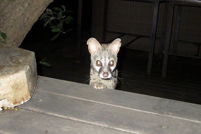 Geoff the genet coming to see what we're having for dinner.
