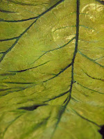 Close up of green and blue leaf.