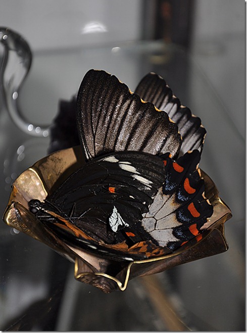 wunderkammer