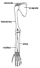 [Arm%2520Bones%255B2%255D.jpg]