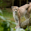 2009_07_09_Thoiry_zoo_006.jpg