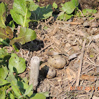 DSCN9550.JPG