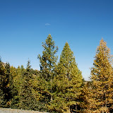 Tianshan - Arbres colorés