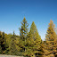 Tianshan - Arbres colorés