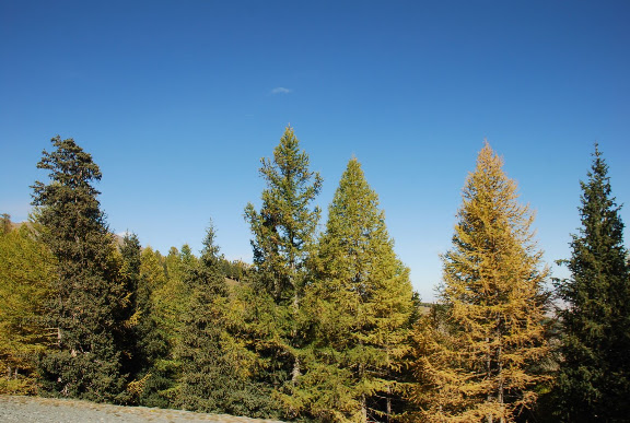 Tianshan - Arbres colorés