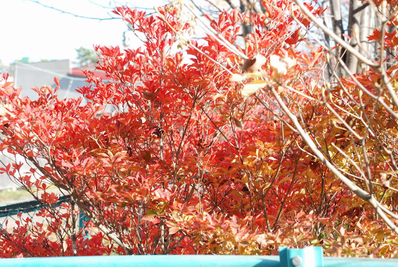 hokkaido_223.jpg