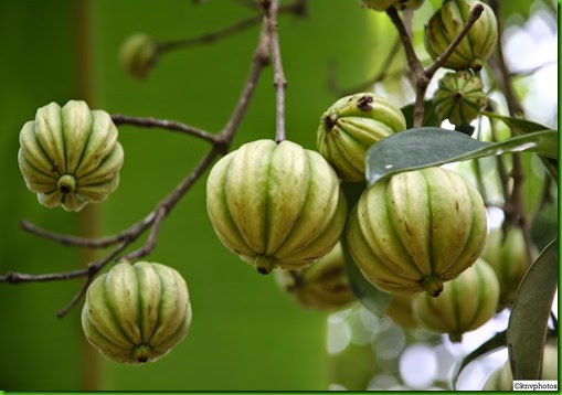 Garcinia gummi-gutta Garcinia gummi-gutta