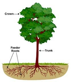 [fertilizing-tree-roots2.jpg]