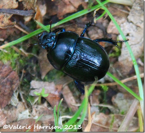 28-dor-beetle
