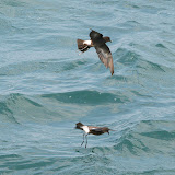 Wilson's storm petrels