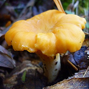 [P1190481%255B7%255D.jpg]