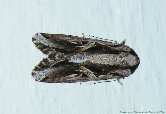 Lépidoptères de Pitangui au Minas Gerais - Noctuidae : Noctuinae : Spodoptera dolichos (FABRICIUS, 1794). Pitangui (MG, Brésil), 7 mai 2011. Photo : Nicodemos Rosa