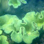 Snorkeling In The Whitsundays - Airlie Beach, Australia