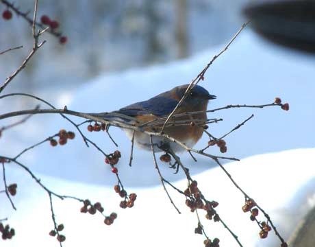 [blue-birds-winter-1-www-lg6.jpg]