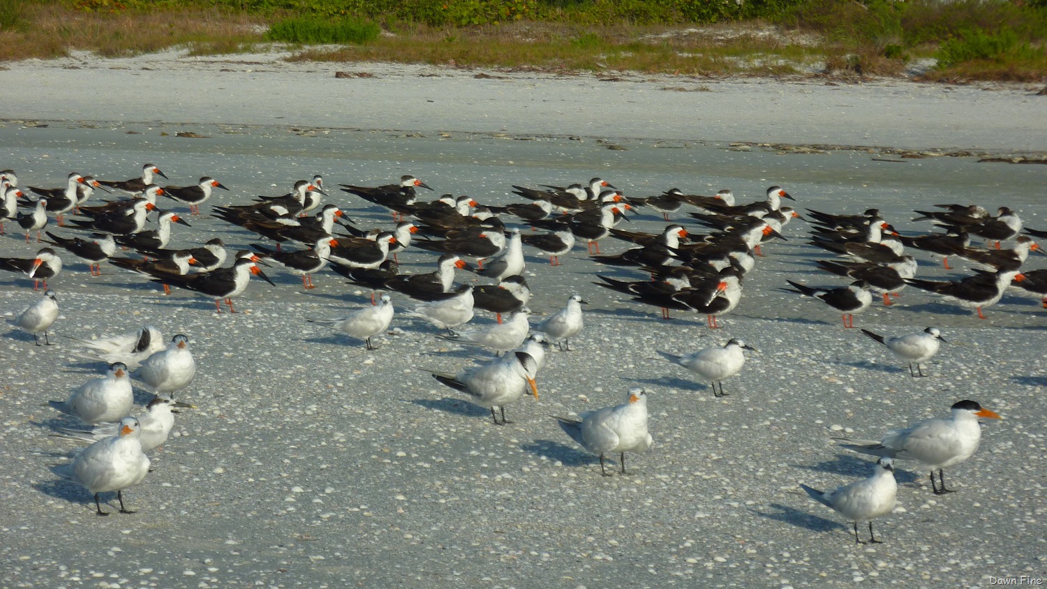 [morning%2520sanibel_103.jpg]