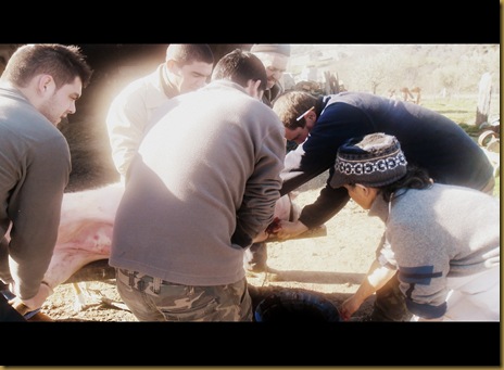 Matança do porco, em castelo branco mogadouro 04