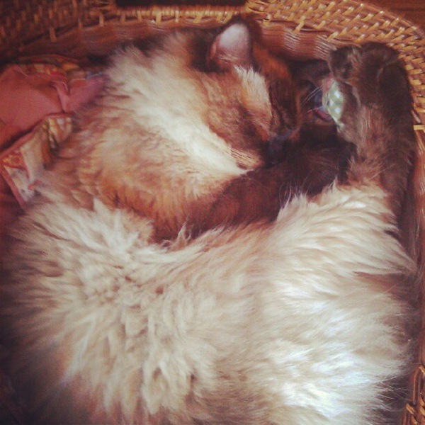 [cat-nap5.jpg]