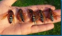 cicada killer wasps