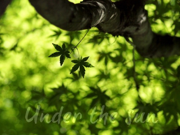 under the sun under the sun