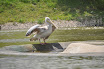 DSC_0194-1.JPG