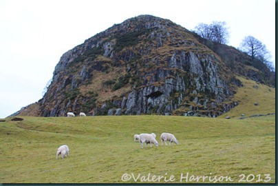 11-loudoun-and-sheep