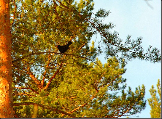 lintuja mustarastas tikka hevonen 025