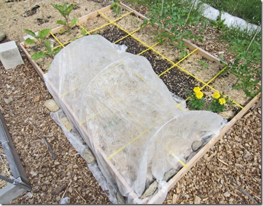 Bed with tomatoes and eggplant under cover