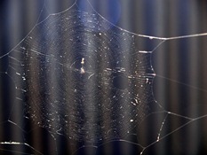 spider web